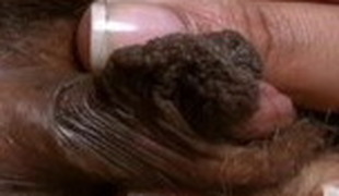 Fabulous pornstar in lewd ebony, masturbation sex clip